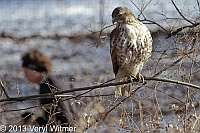 Red-tailed hawk, central park