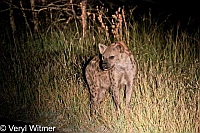 Hyena, Kruger National Park, Mpumalanga, South Africa