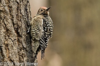 Yellow-bellied Sapsucker, Juvenile, Central Park, NY