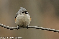 Tufted Titmouse, Central Park, NY