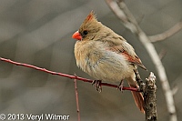 Northern Cardinal, female, Central Park, NY