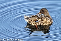 Mallard Duck, Female, The Reservoir, Central Park, NY
