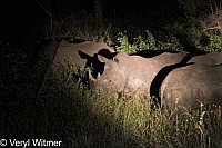 Kruger National Park, Mpumalanga, South Africa, White Rhinoceros, rhino, rhinos, night