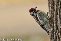 Yellow-bellied Sapsucker, Central Park, NY