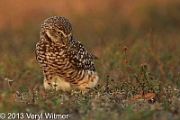 Burrowing Owl, Broward County, FL, February 22, 2013