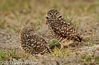 Burrowing Owl, Broward County, FL, February 22, 2013