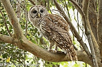 barred owl, everglades national park, fl