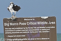 osprey, marco island, collier county, fl, tigertail beach
