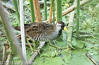sora, green cay wetlands, palm beach county, fl 