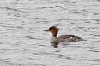 red-breasted merganser, central park, ny, reservoir, veryl witmer, merganser