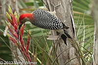 red-bellied woodpecker, everglades, Park,
