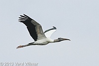 wood stork, everglades, park