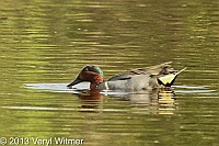 green-winged teal, everglades, park, florida