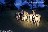 Burchell's Zebra, Kruger National Park, Mpumalanga, South Africa, night