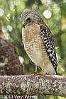 red-shouldered hawk, everglades, national park, fl, veryl, witmer