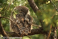 northern saw-whet owl, central park, ny, new york city,