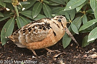 American Woodcock, Bryant Park, NY, New York City, 2013, Veryl, Witmer