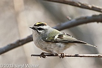 golden-crowned kinglet, north woods, central park, ny, 2013