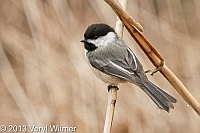 Black-capped Chickadee, Central Park, NY
