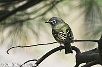 Blue-headed Vireo, Turtle Pond, Central Park, NY, April 10, 2013