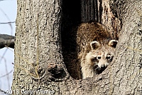 Raccoon, The Ramble, Central Park, NY, April 8, 2013