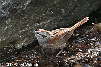 Swamp Sparrow, Central Park, NY, April 10, 2013