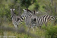 Burchell's Zebra, Kruger National Park, Mpumalanga, South Africa
