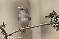 dark-eyed junco, central Park, ny