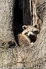 Raccoon, The Ramble, Central Park, NY, April 8, 2013