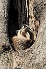 Raccoon, The Ramble, Central Park, NY, April 8, 2013