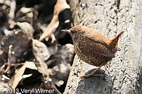 Winter Wren, Central Park, NY, April 8, 2013