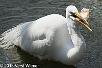 Great Egret eating a Fish, The Lake, Upper Lobe, Central Park, NYApril 8, 2013
