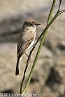 Eastern Phoebe, Central Park, NY, April 8, 2013