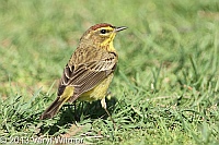 palm warbler, central park, ny