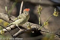 ruby-crowned kinglet, central park, ny, 2013