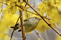 ruby-crowned kinglet, central park, ny, 2013