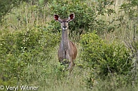 Kruger National Park, Kudu, Mpumalanga, South Africa