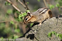 chiipmunk, central park, north woods, ny, april 17, 2013