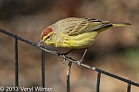 Palm Warbler, great hill, central park, ny, april 17, 2013