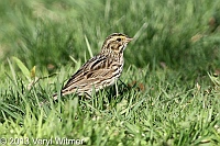 savannah sparrow, central park, ny, april 17, 2013, veryl, witmer