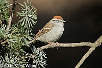 chipping sparrow, central park, ny, 2013, april 17