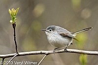 blue-gray gnatcatcher, the ramble, central park, ny, veryl, witmer