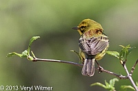 Prairie Warbler, The Ramble, Central Park, NY, April 25, 2013