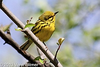 Prairie Warbler, The Ramble, Central Park, NY, April 25, 2013