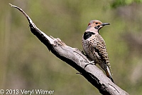 northern flicker, the ramble, central park, ny, veryl witmer