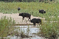 Buffalo, Kruger National Park, Mpumalanga, South Africa