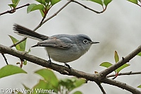 Blue-gray Gnatcatcher, The Ramble, Central Park, NY, April 23, 2013