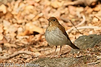 veery, central park, ny