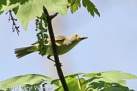 white-eyed vireo, north woods, central park, ny, veryl