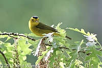 Wilson's Warbler, Central Park, NY, May 16, 2013